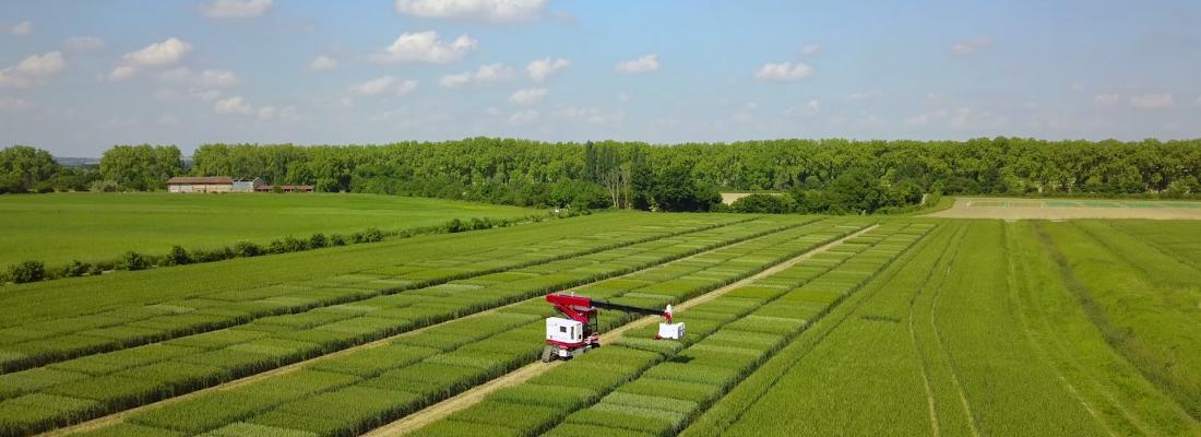 illustration INRAE Occitanie-Toulouse develops a one-of-a-kind robot for "scanning” crops in the field