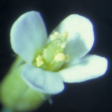 Fleur Arabidopsis thaliana-220