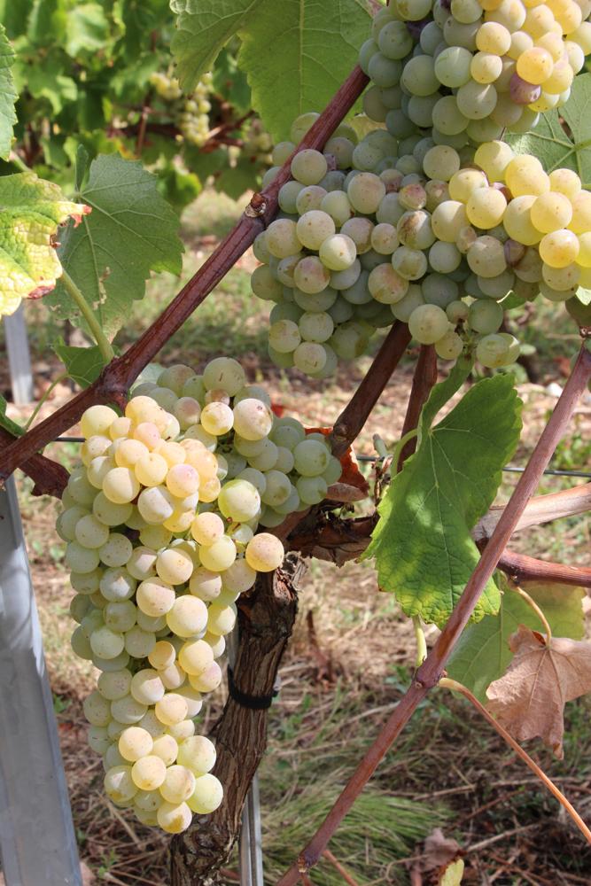 Quatre cépages de vigne dotés de résistances naturelles