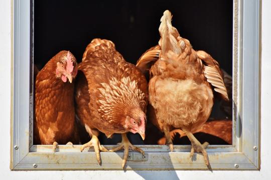 Poultry farming: better understanding and treating an emerging infectious bacterium