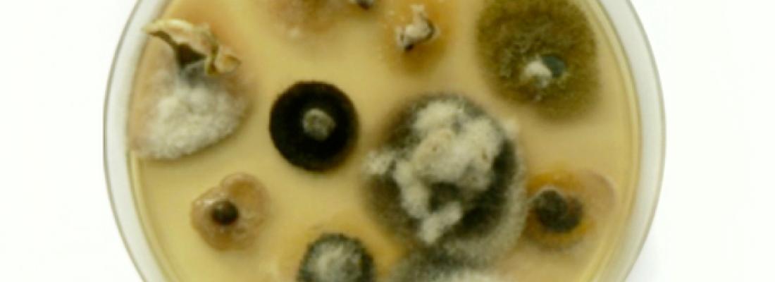 illustration Virulence des champignons phytopathogènes : cas d'Alternaria brassicicola