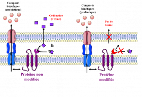 Schéma de la démarche expérimentale des probiotiques désarmés