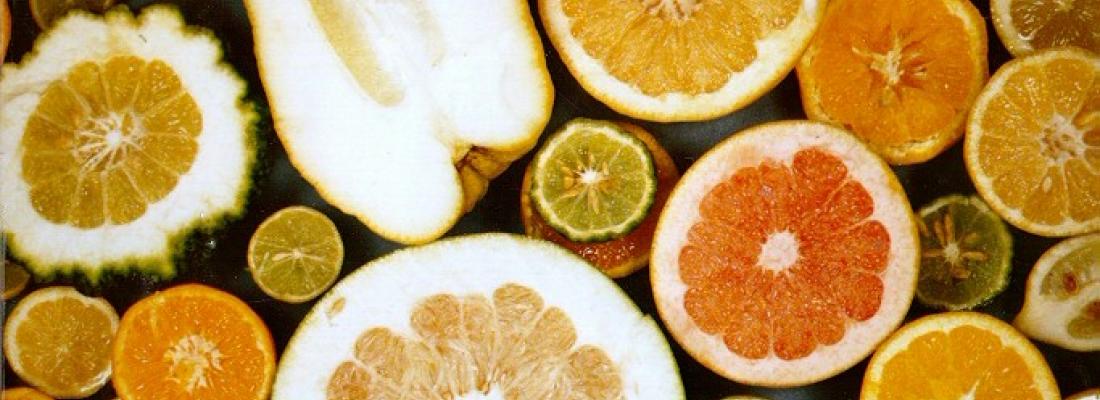 illustration A new look at the evolution of Citrus