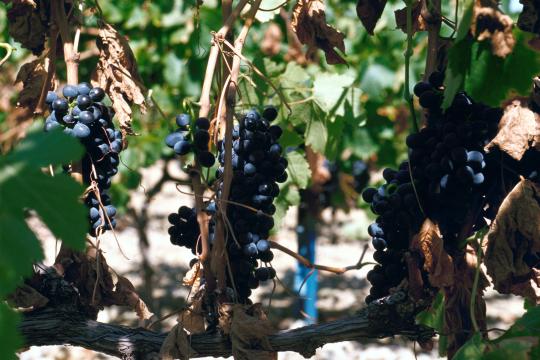 Back to the future: not all grape varieties succumbed to the extreme heat wave of 2019