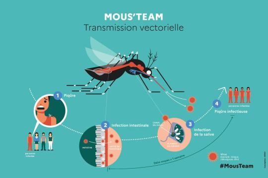 MOUS’TEAM : une expérience scientifique et citoyenne pour mieux comprendre le moustique tigre