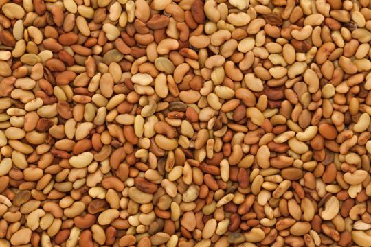 La composition des graines varie-t-elle avec leur poids ?