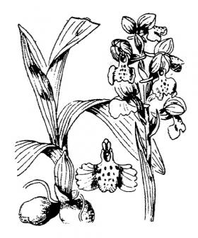 Orchis morio-Flore Abbé Coste