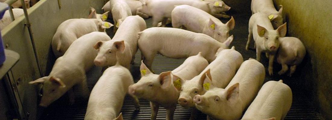 illustration Améliorer la durabilité de la production porcine