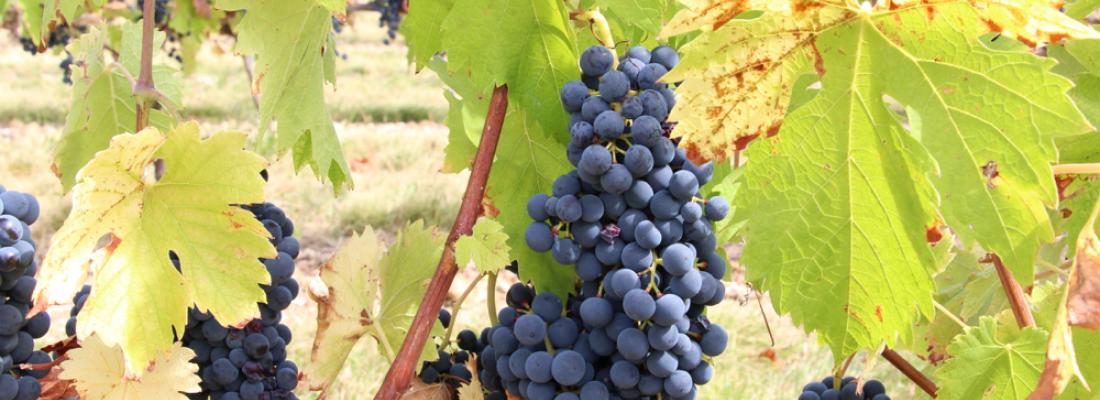 illustration Innovative grape varieties to revitalise vineyards