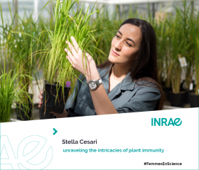 Stella Cesari, unraveling the intricacies of plant immunity