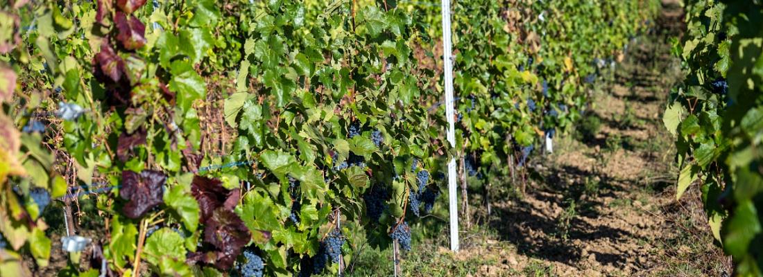 illustration  Lancement du projet européen GrapeBreed4IPM :  des solutions durables pour la viticulture