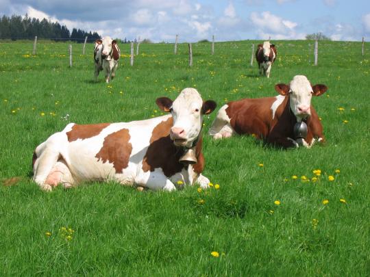 Les fermes laitières biologiques, résilientes face à la crise sanitaire