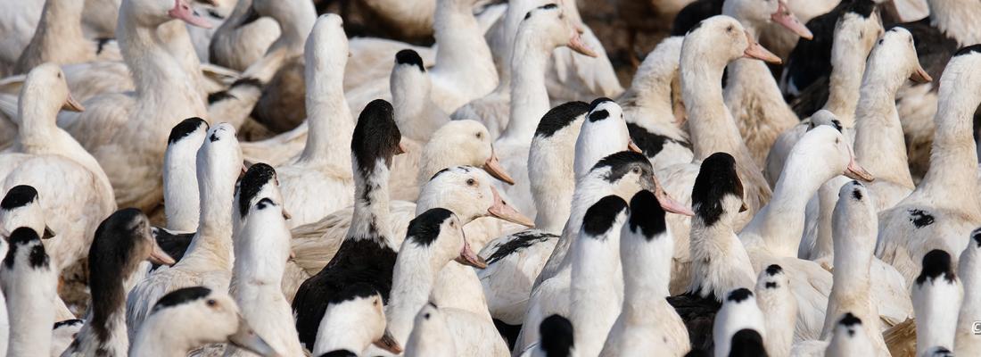 illustration  Impact de la densité d’élevages de canards sur le risque d’influenza aviaire en France