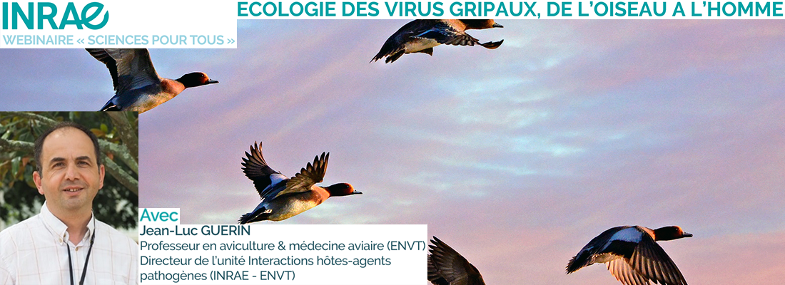 illustration REPLAY sciences pour tous : "Ecologie des virus grippaux, de l'oiseau à l'Homme"