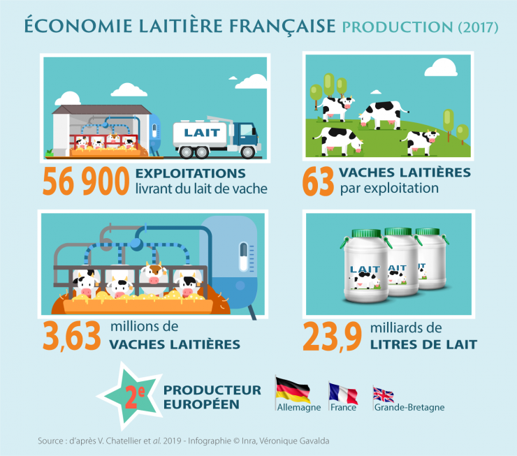 Economie laitière, production