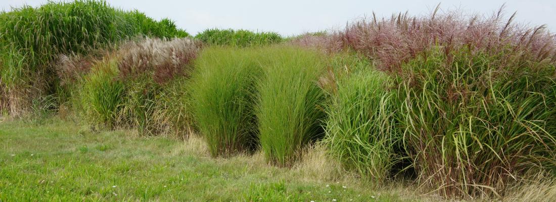 illustration Discovery of novel alleles controlling flowering-time in Miscanthus sinensis