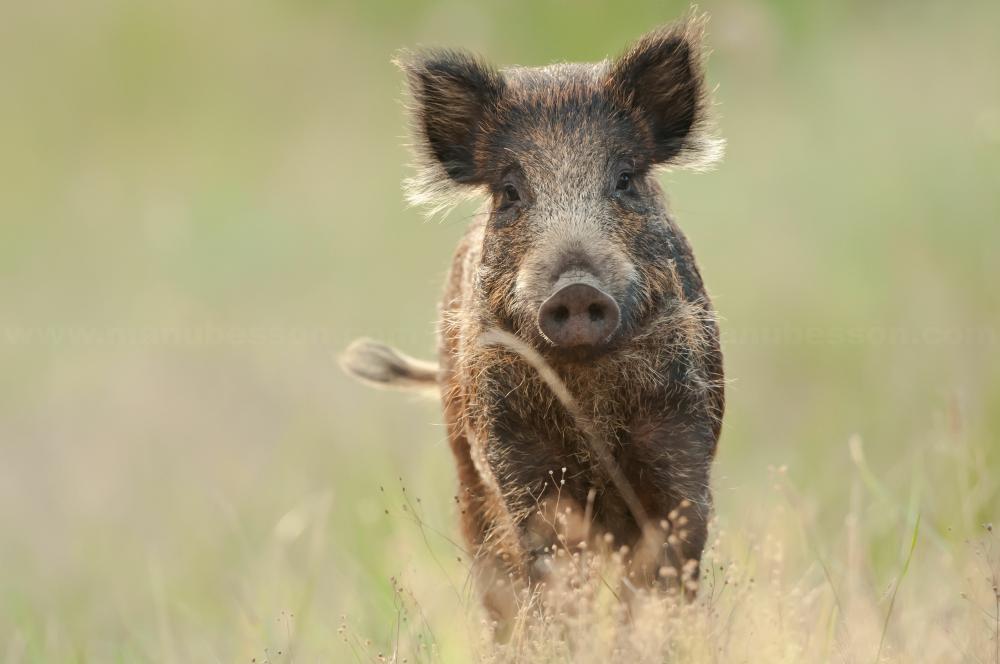 Wild boars as a reservoir of new pathogenic bacteria
