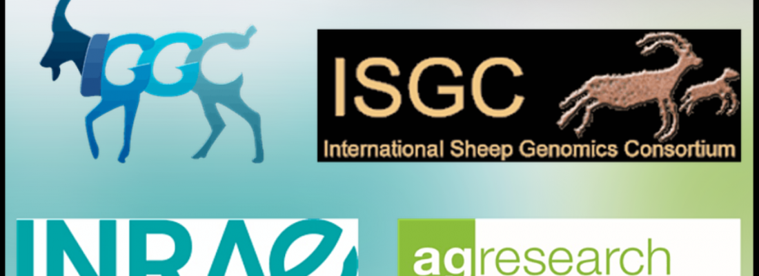 illustration International Sheep Genomics and International Goat Genome Consortia combined virtual annual meeting 2021