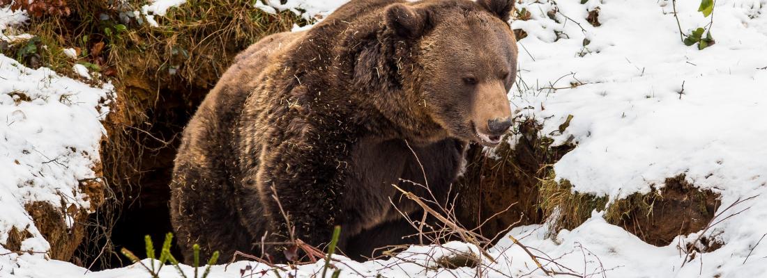 illustration L’ours brun hibernant, un bel espoir dans la lutte contre l’atrophie musculaire !