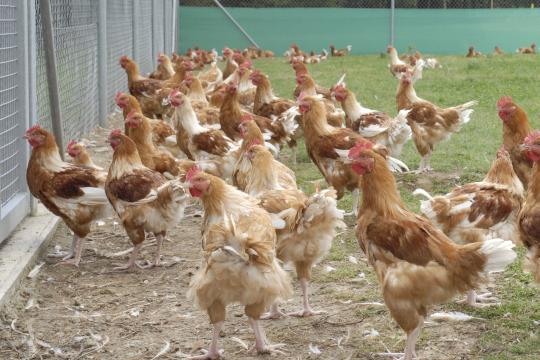 Quelle est la circularité de la filière avicole en France ?