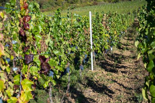 Launch of GrapeBreed4IPM, a European project for sustainable solutions in viticulture