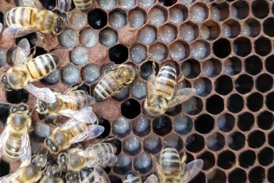 L’indispensable communication (chimique) entre le couvain et ses abeilles nourrices
