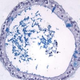 Sphéroïde dérivé du jéjunum, coloré au PAS / bleu Alcian pour révéler du mucus (en bleu) sécrété dans les cellules en gobelets (cellules à mucus) et au centre du sphéroïde (côté lumière). Bart Van der Hee, Host-Microbe Interactomics Group Wageningen University