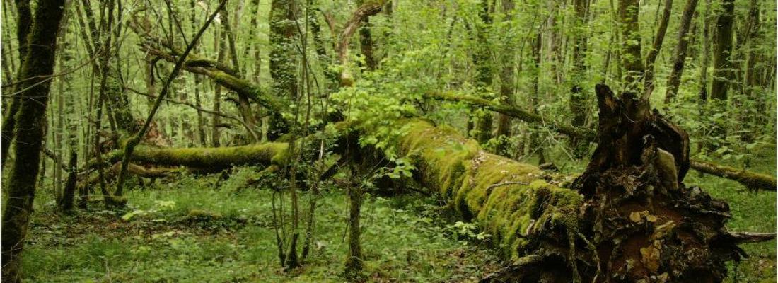 illustration 3% des forêts françaises ne sont plus exploitées depuis au moins 50 ans