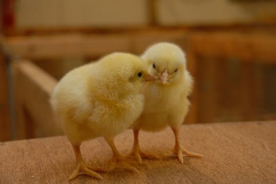 Spontaneous intake of essential oils: long-lasting benefits for chicks