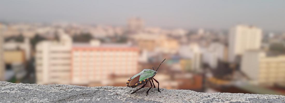 illustration Urbanisation reduces natural pest control 