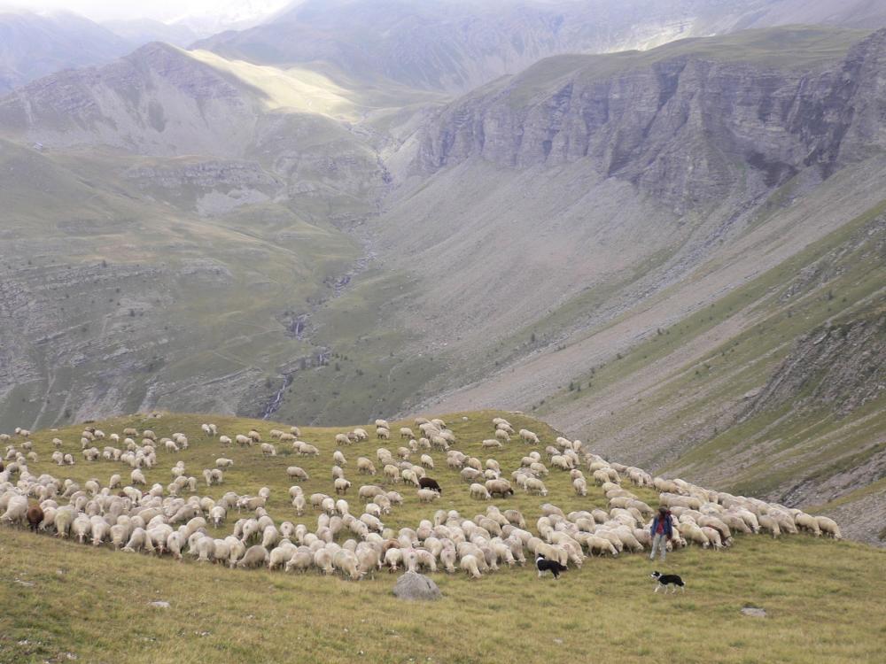 EU project LIFE PASTORALP results: Towards sustainable mountain pastoralism