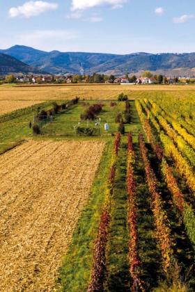 Paysage agricole vu du ciel avec vignes et montagnes