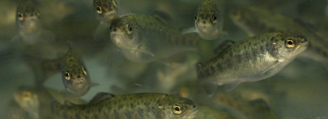 Yeast as a solution to improve the efficiency of plant-based diets in  rainbow trout | INRAE INSTIT