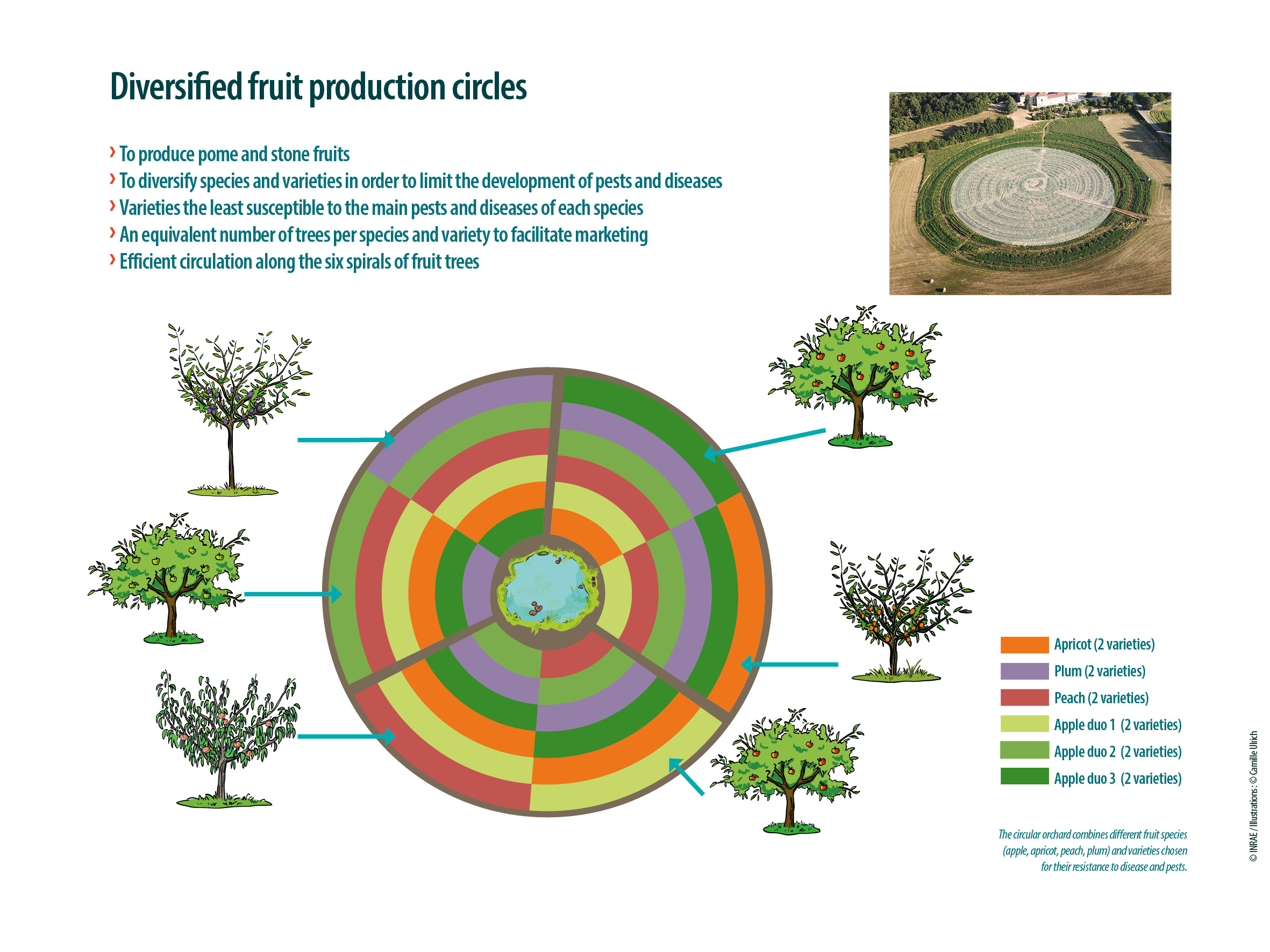 The circular orchard combines different fruit species (apple, apricot, peach, plum) and varieties chosen for their resistance to disease and pests.  