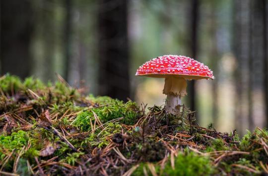 What is the origin of the deadly toxins in mushrooms? 