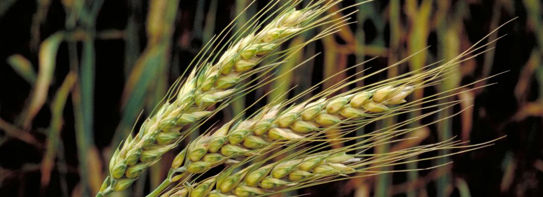 illustration Septoria tritici blotch in wheat: identification of a broad spectrum resistance gene