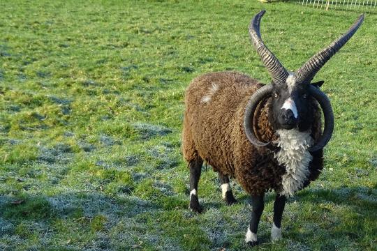 Mystery of four-horned goats and sheep finally solved