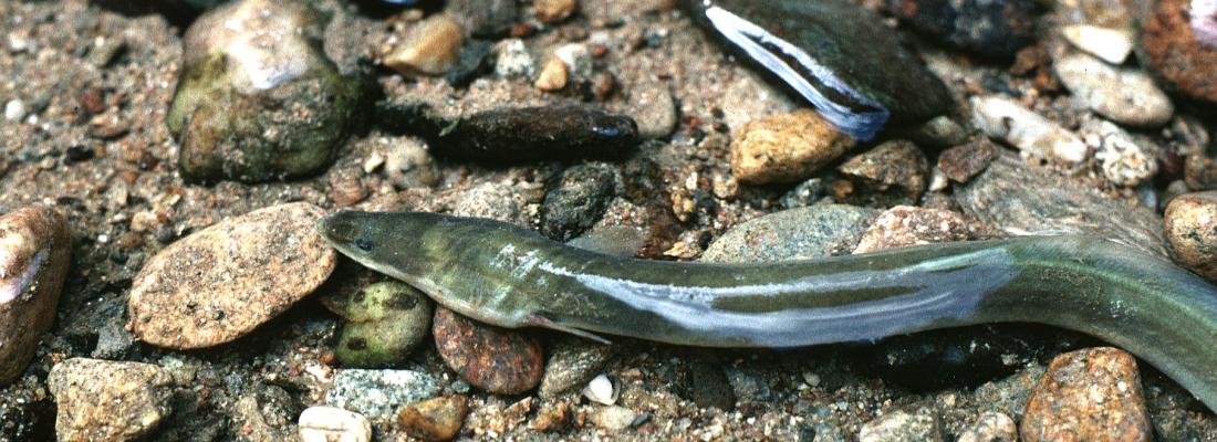 illustration Les scientifiques d’INRAE au chevet de la protection de l’anguille en Europe