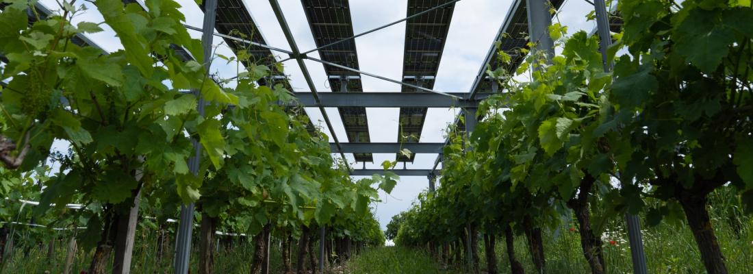 illustration Le groupe EDF et ses partenaires inaugurent Vitisolar, un démonstrateur d’agrivoltaïsme sur vignes en Gironde