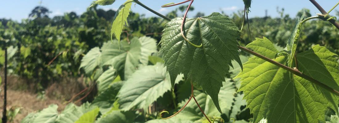 illustration First grapevine rootstock genome finally sequenced