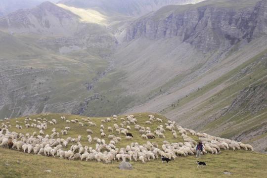 Préserver les systèmes pastoraux pour un avenir durable en montagne