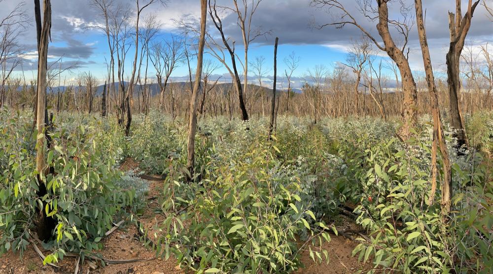 L'actu : “Feux extrêmes : comment la forêt australienne renaît de ses cendres”