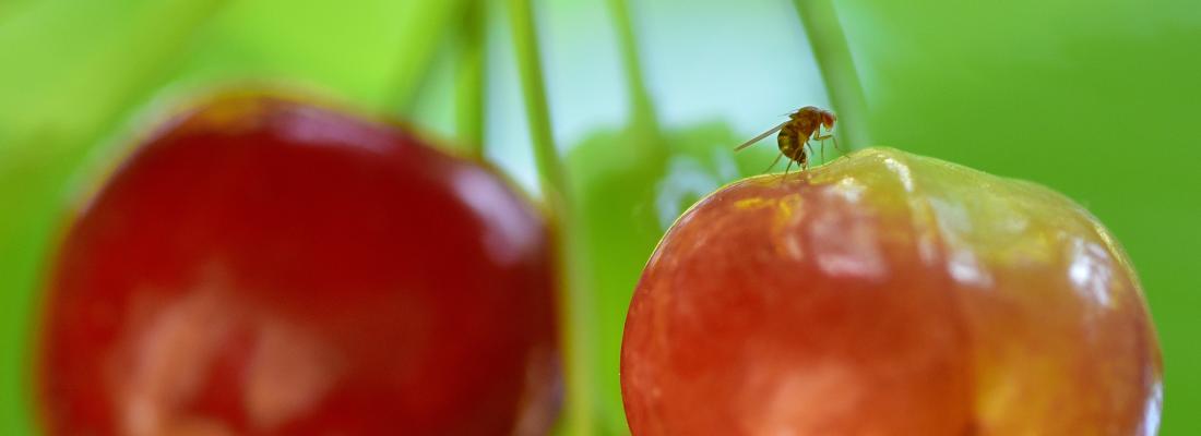 illustration Découverte d'un nouveau rôle du microbiote chez les mouches à fruits