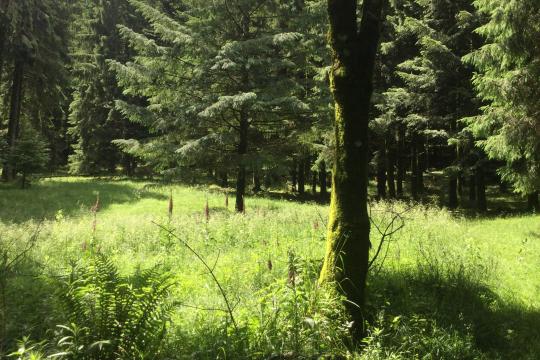 La végétation forestière en difficulté face au changement climatique