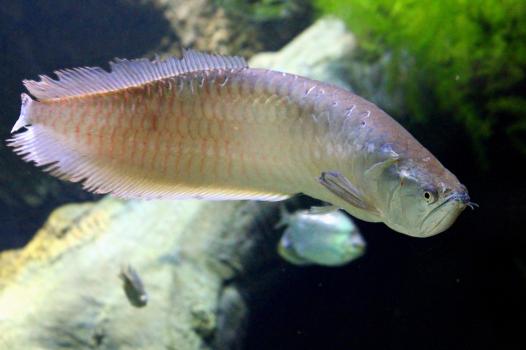 Who are the first ancestors of present-day fish?