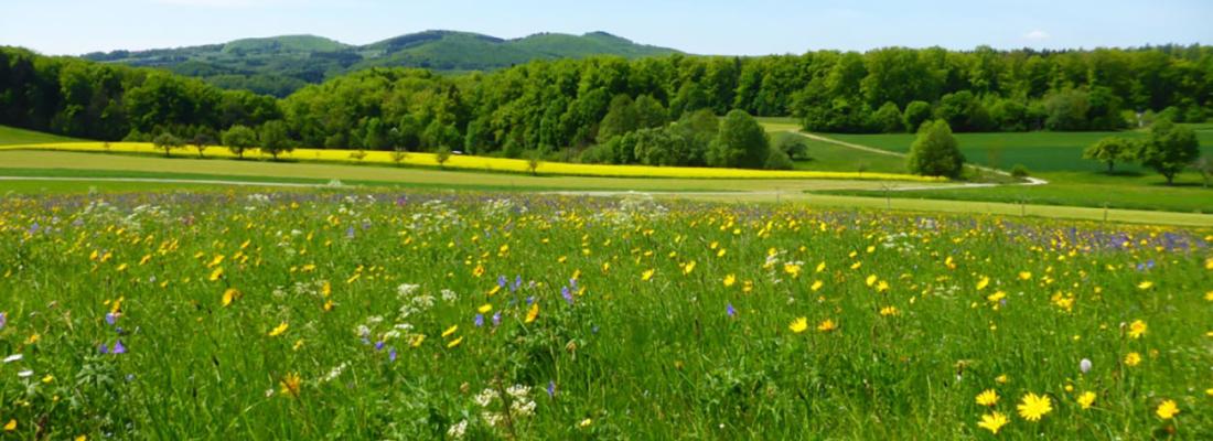 illustration Grassland plant diversity benefits wildlife, agriculture, and tourism