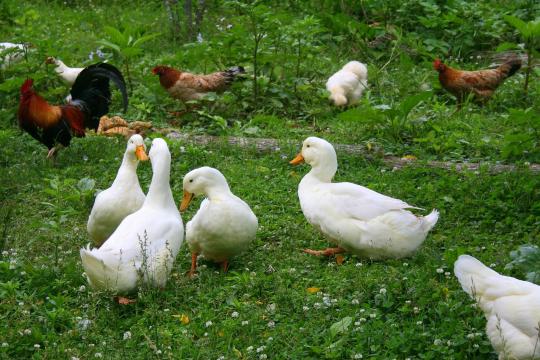 Comprendre l’apparition de nouveaux variants pour mieux lutter contre la grippe aviaire