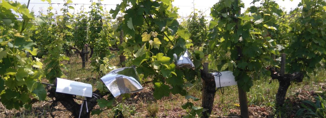 illustration Une étude de la résistance des vignes à la sécheresse permet d’identifier les cépages et régions viticoles les plus à risque