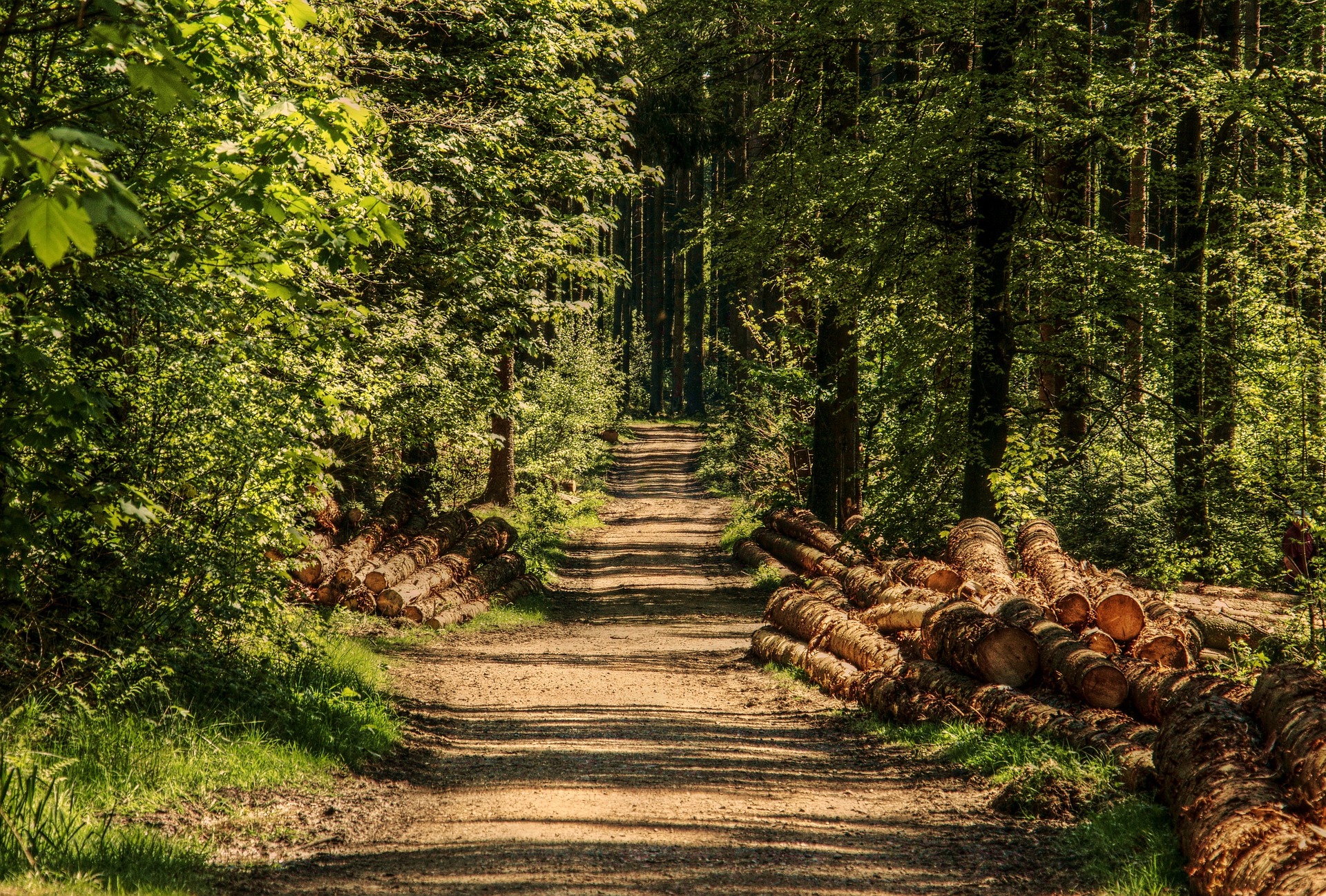 Journée thématique, Recherches sur les forêts et le bois