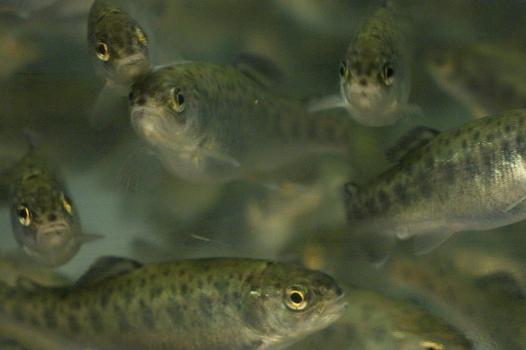 Yeast as a solution to improve the efficiency of plant-based diets in rainbow trout